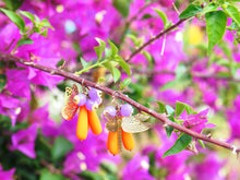 Charger l'image dans la galerie, Microcosme